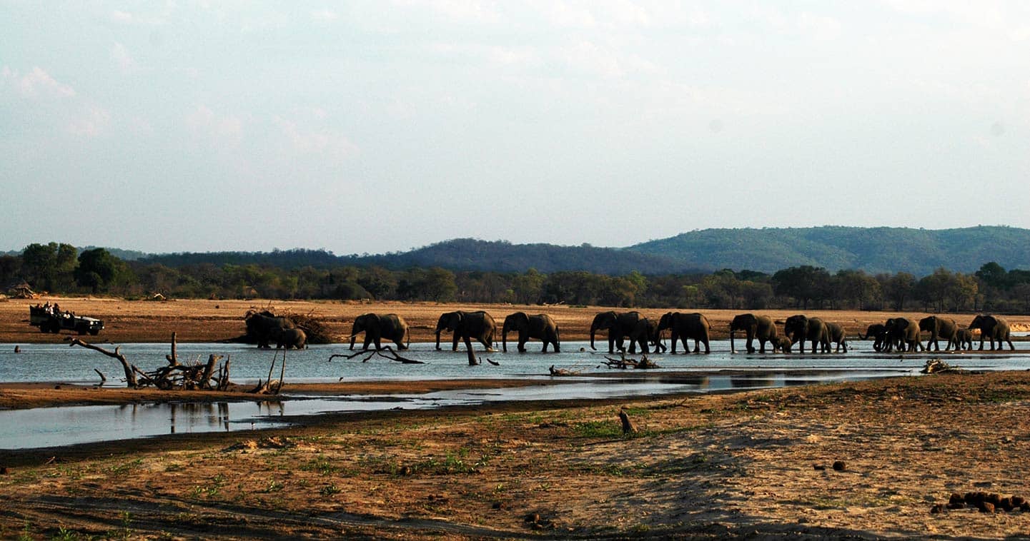Elephants near Island Bush Camp in the South Luangwa National Park