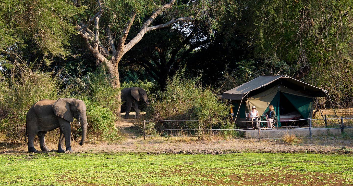 Stay at Flatdogs Camp in the South Luangwa National Park for the Ultimate Safari Experience