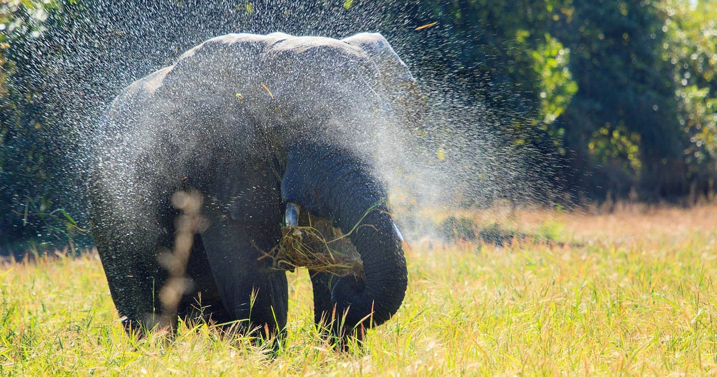 The green season or emerald season in South Luangwa offers spectcular lush green scenery