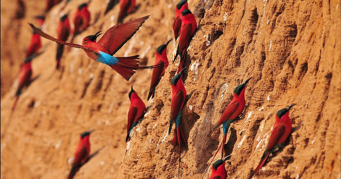 The low season is ideal for birding in South Luangwa
