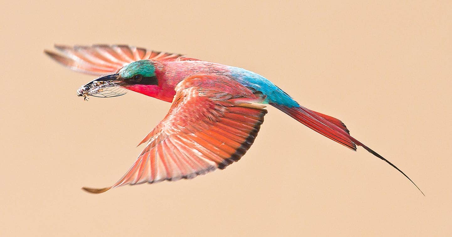 Wildlife and birding in South Luangwa National Park in Zambia