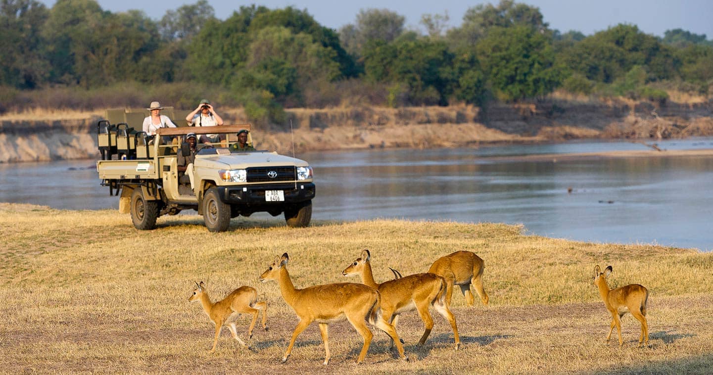 Up close with Wildlife when on Safari with Flatdogs Camp in Zambia