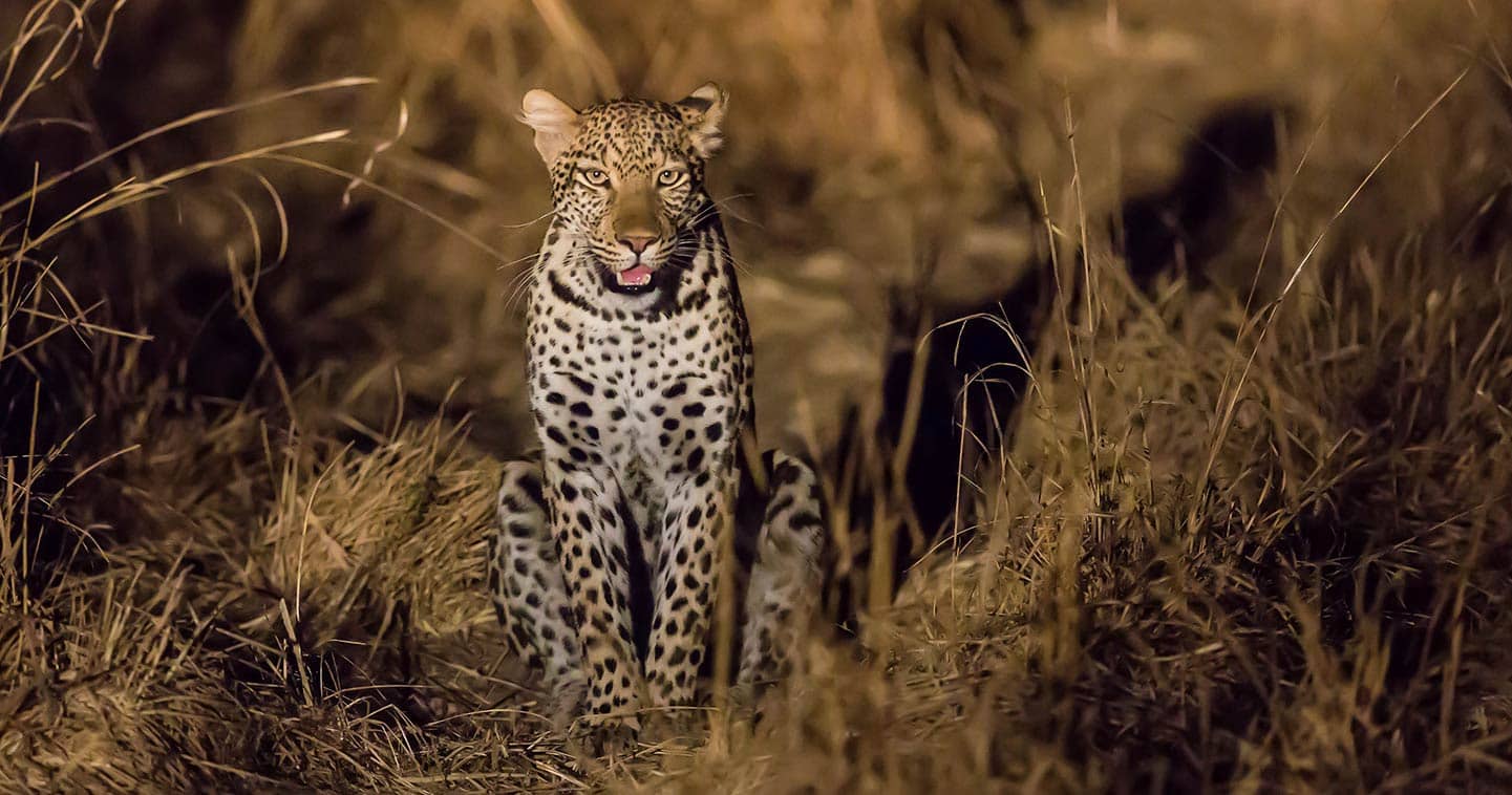 Wildlife in South Luangwa - leopard