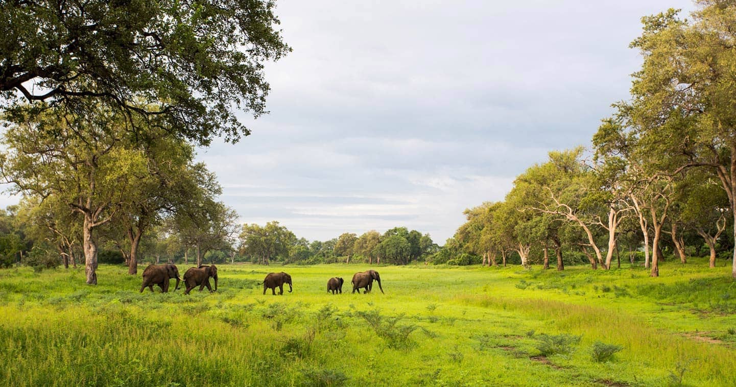 About South Luangwa in Zambia