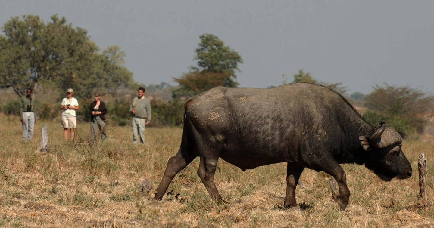 See Wildlife up Close on a Game Walk During your Stay at Chinzombo