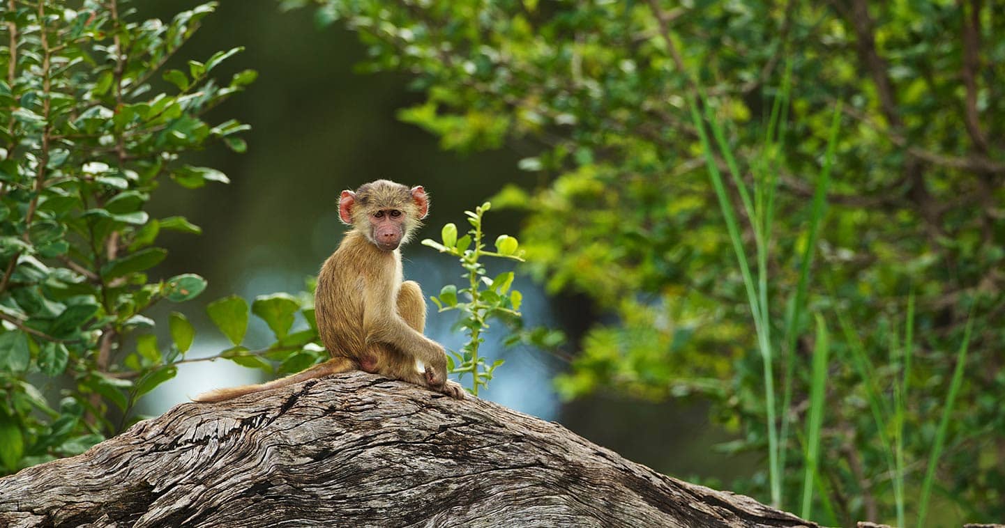 Information about South Luangwa National Park