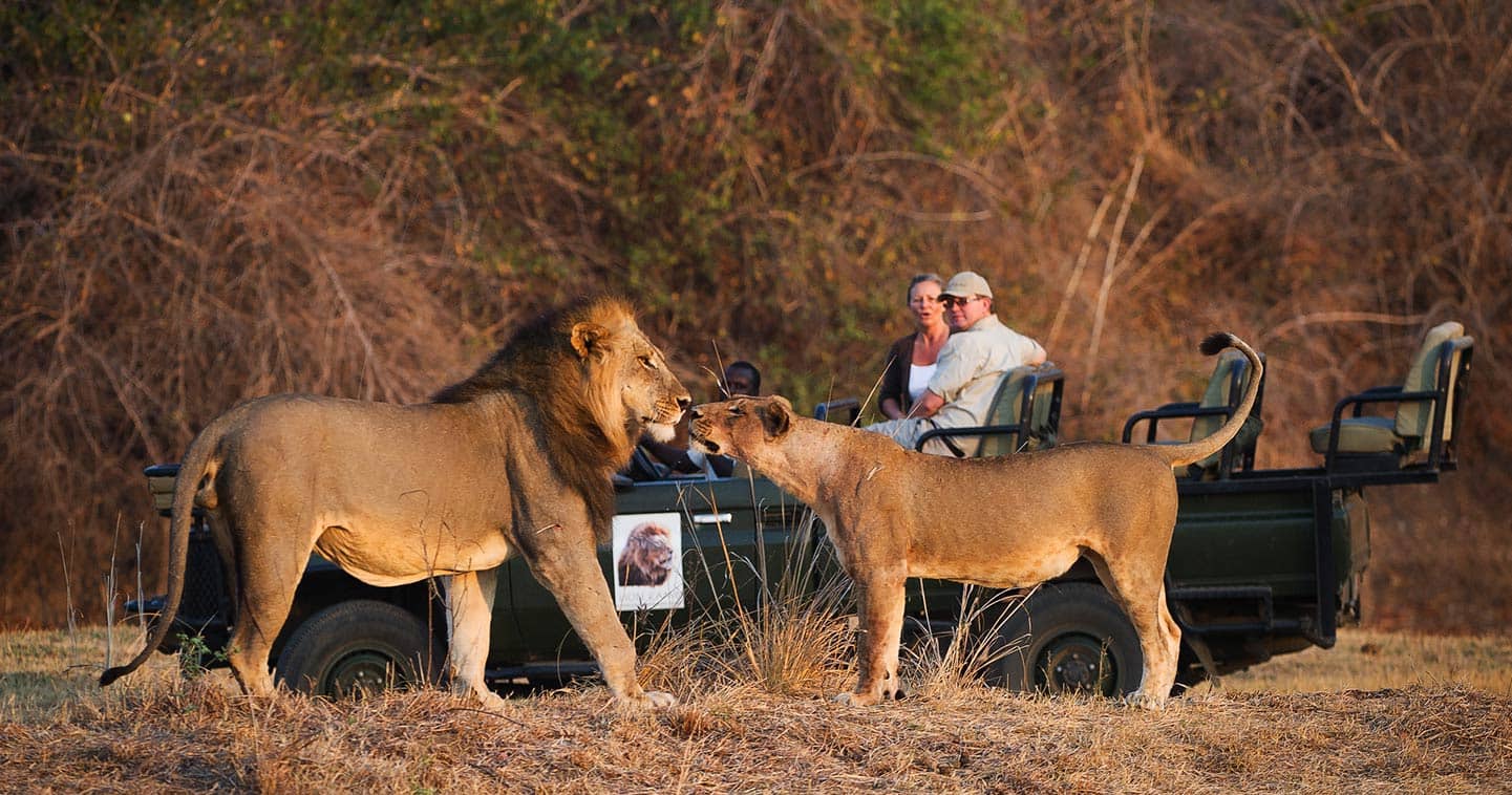 Lion in South Luangwa - wildlife safari