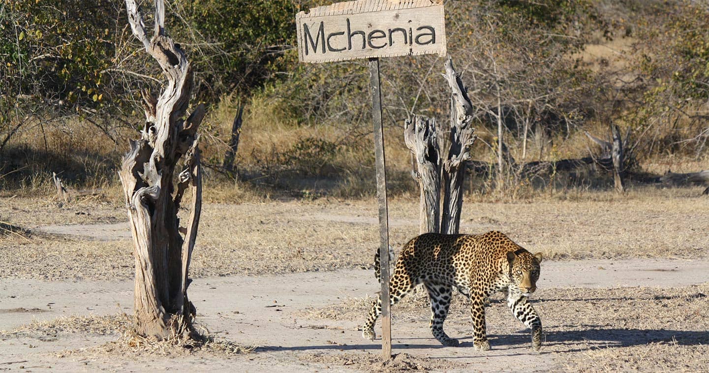 Safari in South Luangwa National Park in Zambia