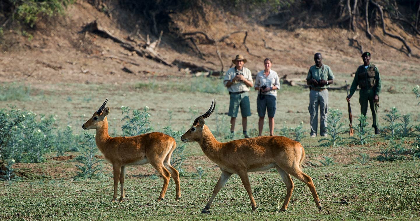 Walking Safari with Luangwa River Camp in the South Luangwa National Park