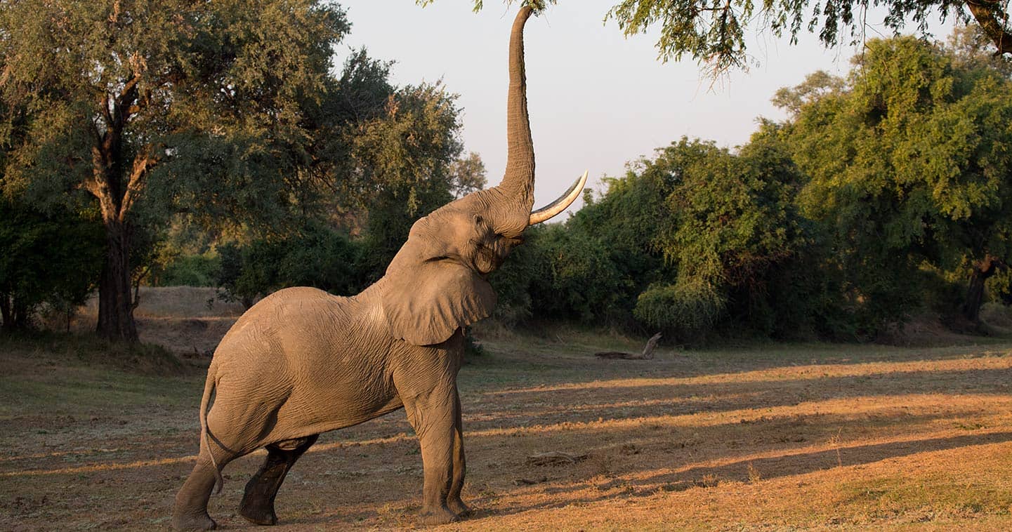 Zambia South Luangwa information