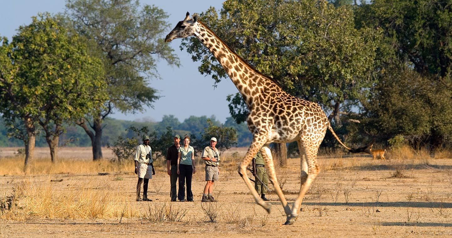Zambia walking safari at Luangwa Safari House