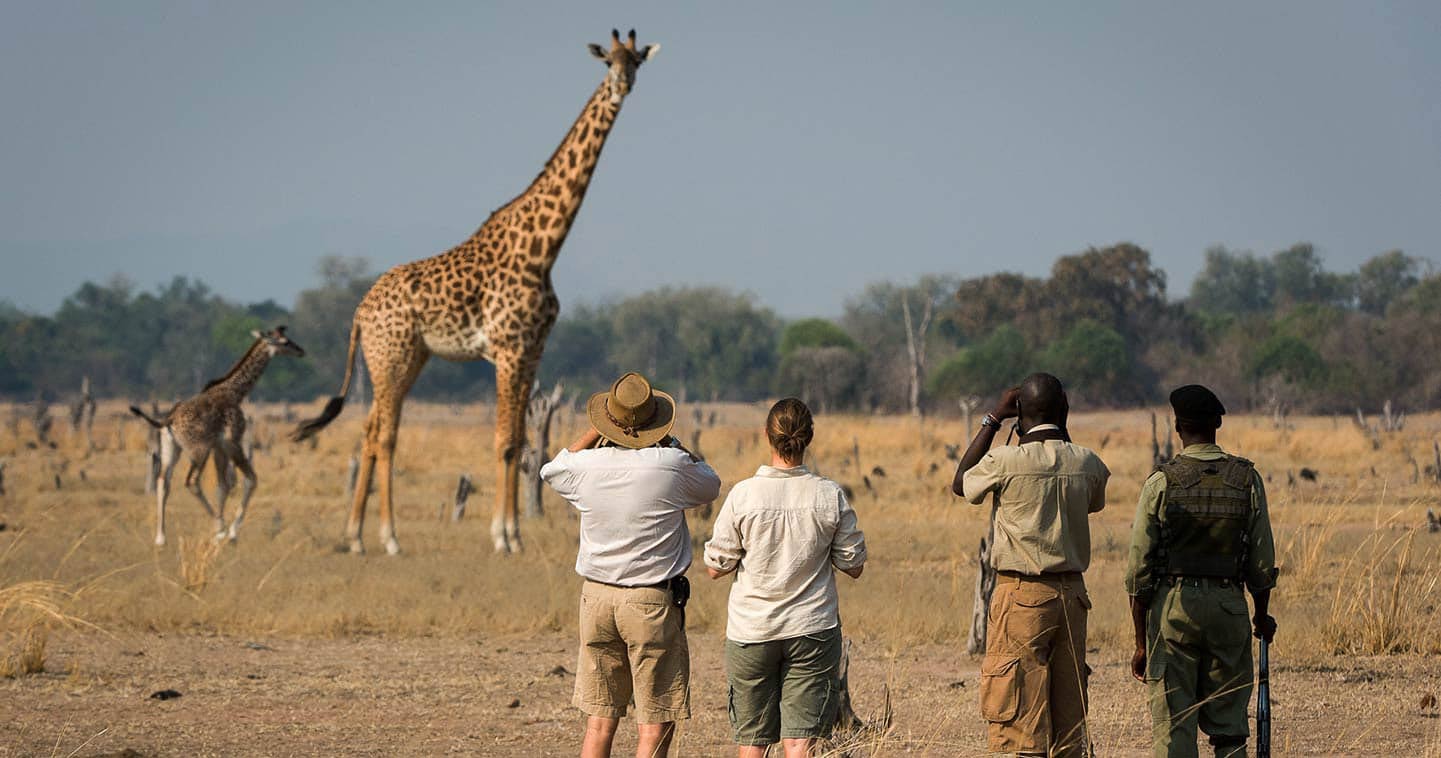 Zambia walking safari Nsefu Camp