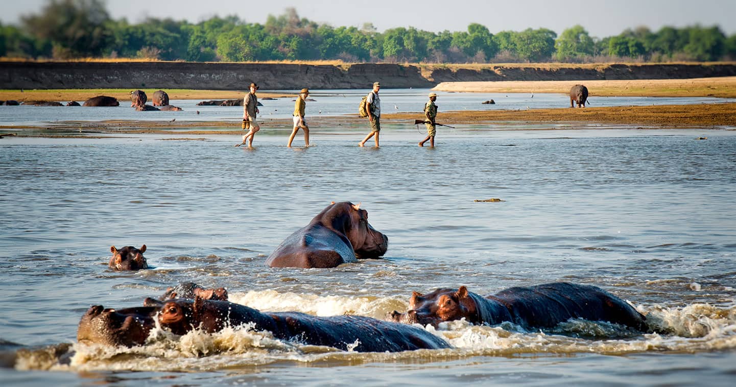 Zambia wildlife safari Mwamba Camp